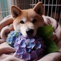 紫陽花と犬 2枚目