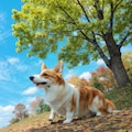 corgi 3枚目