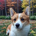 corgi 4枚目