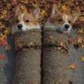 corgi 12枚目