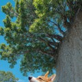 corgi 5枚目