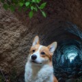 corgi 6枚目