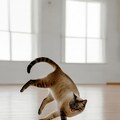 Grokで猫にブレイクダンスを踊らせてみた 6枚目