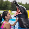 イルカとトレーナーの友情　Friendship between dolphin and trainer 12枚目