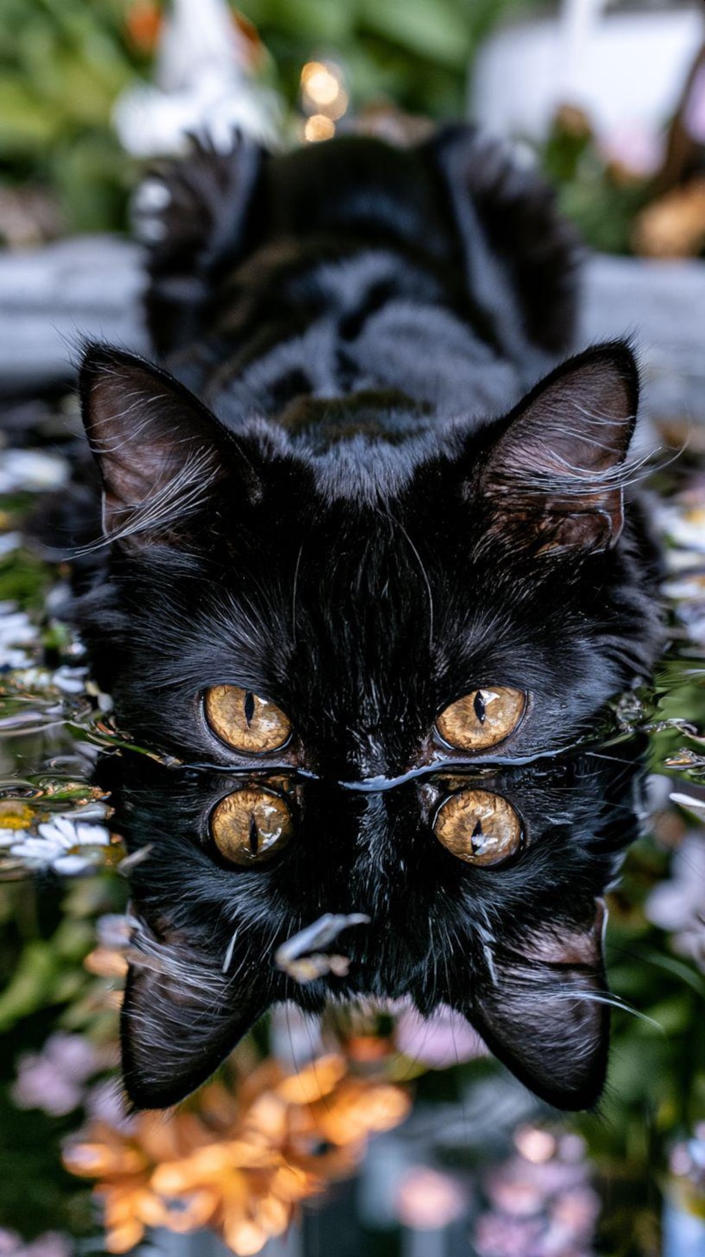 黒猫