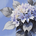 紫陽花 3枚目