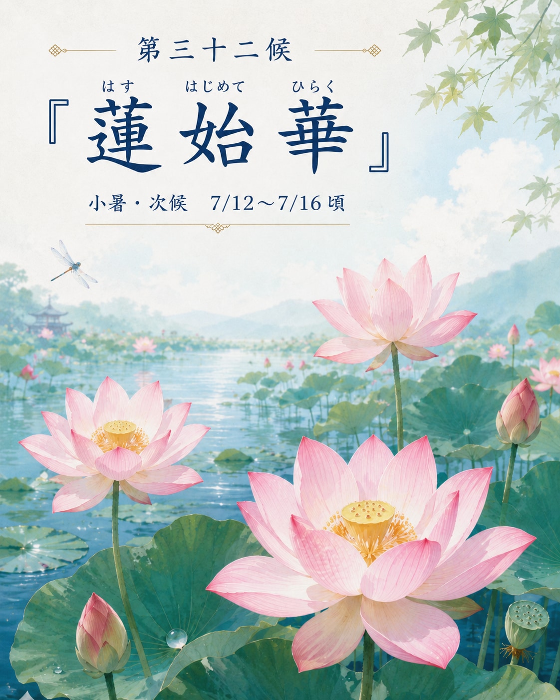 第三十二候「蓮始華（はす はじめて ひらく）」(小暑・次候)　7/12～7/16頃