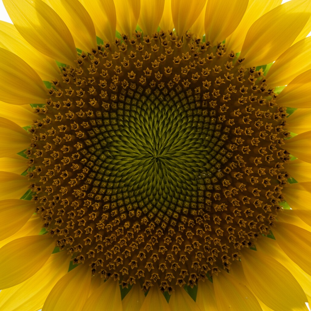 サムおじさんの豚 | の人気AIイラスト・グラビア