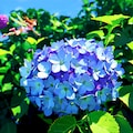 紫陽花と妖精 5枚目
