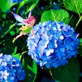 紫陽花と妖精 4枚目