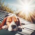 日向ぼっこする犬 4枚目