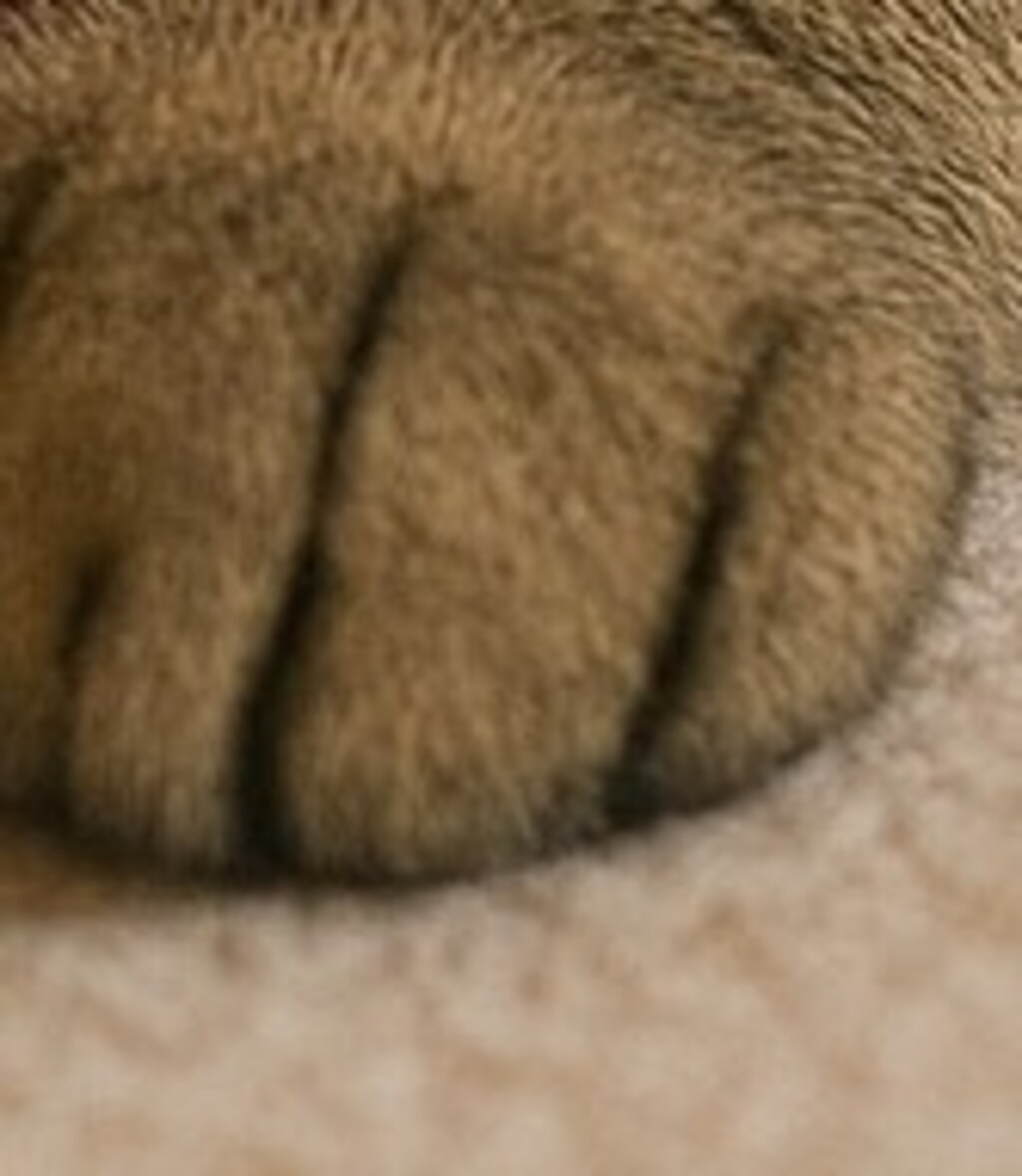 🐾のせてみたよ🐾