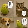 いぬとねこといんこ13 12枚目