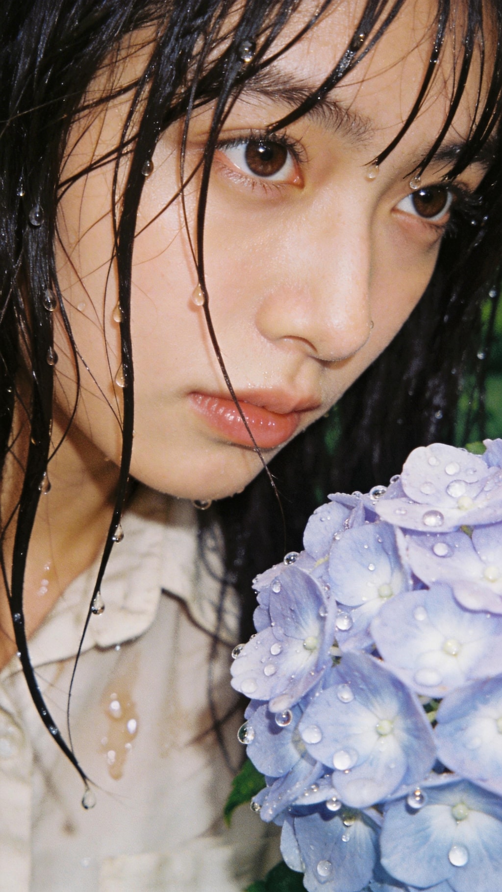 Tears of the Hydrangea