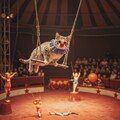 サーカスクラウン 4枚目