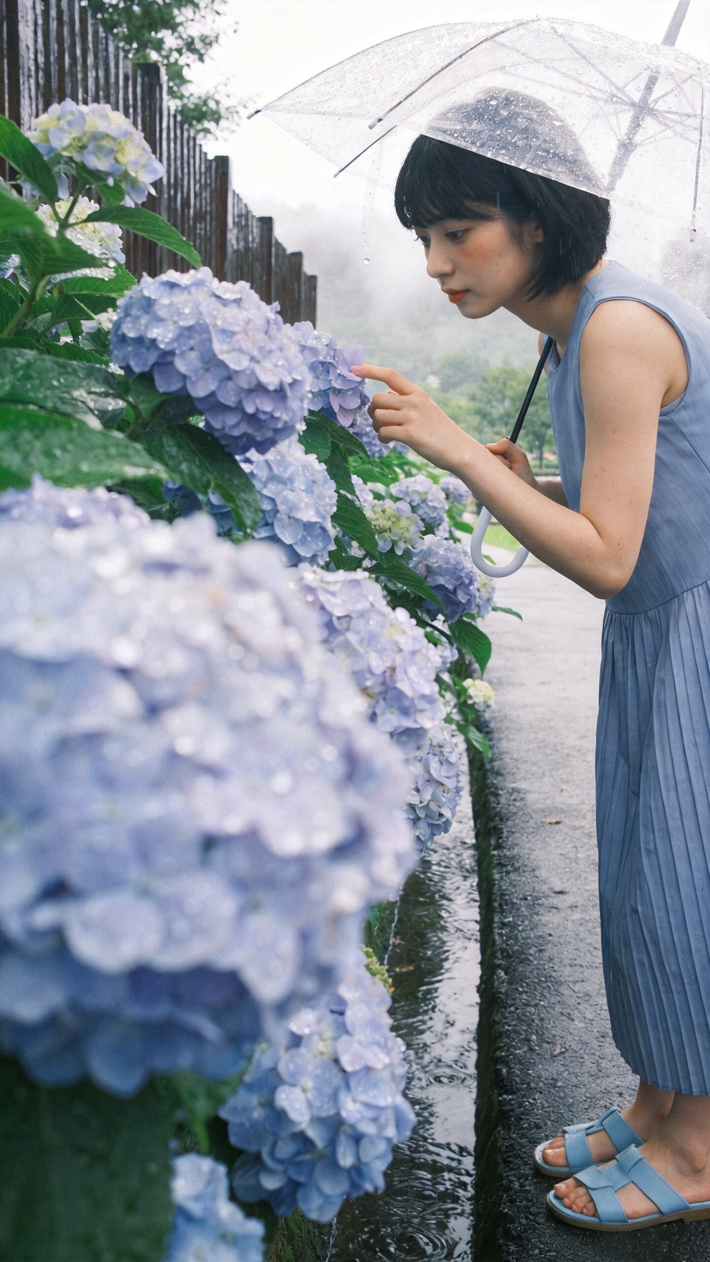 Hydrangea Whispers