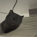黒ねこ 2枚目