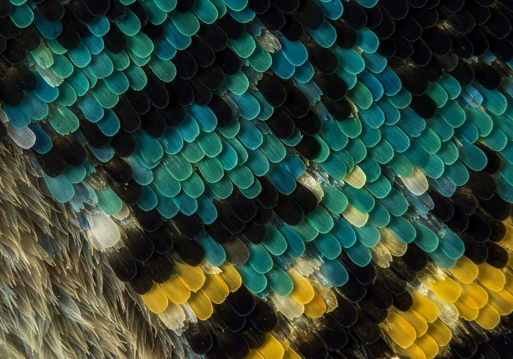 蝶の羽を顕微鏡で観てみよう！