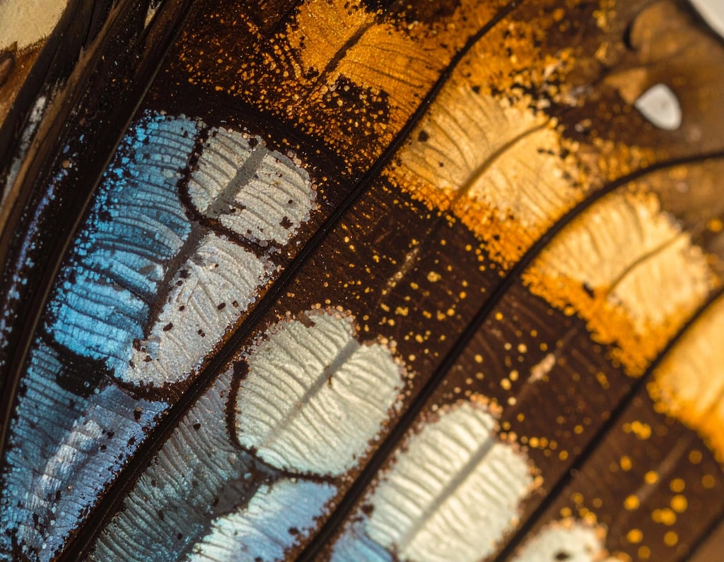 蝶の羽を顕微鏡で観てみよう！