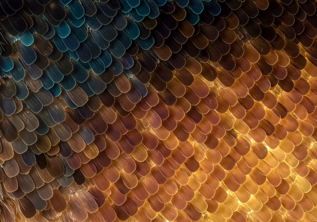 蝶の羽を顕微鏡で観てみよう！