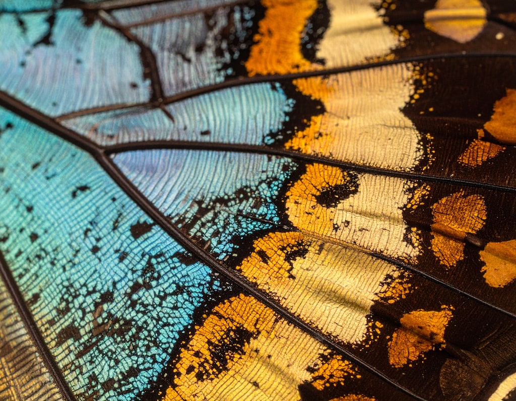 蝶の羽を顕微鏡で観てみよう！