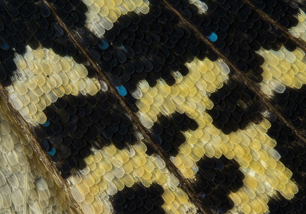 蝶の羽を顕微鏡で観てみよう！