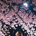 夜桜 2枚目