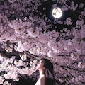 夜桜 6枚目