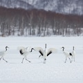 丹頂鶴 5枚目