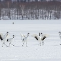 丹頂鶴 3枚目