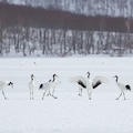 丹頂鶴 4枚目