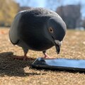 iPhoneVS伝書鳩 3枚目
