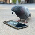 iPhoneVS伝書鳩 2枚目