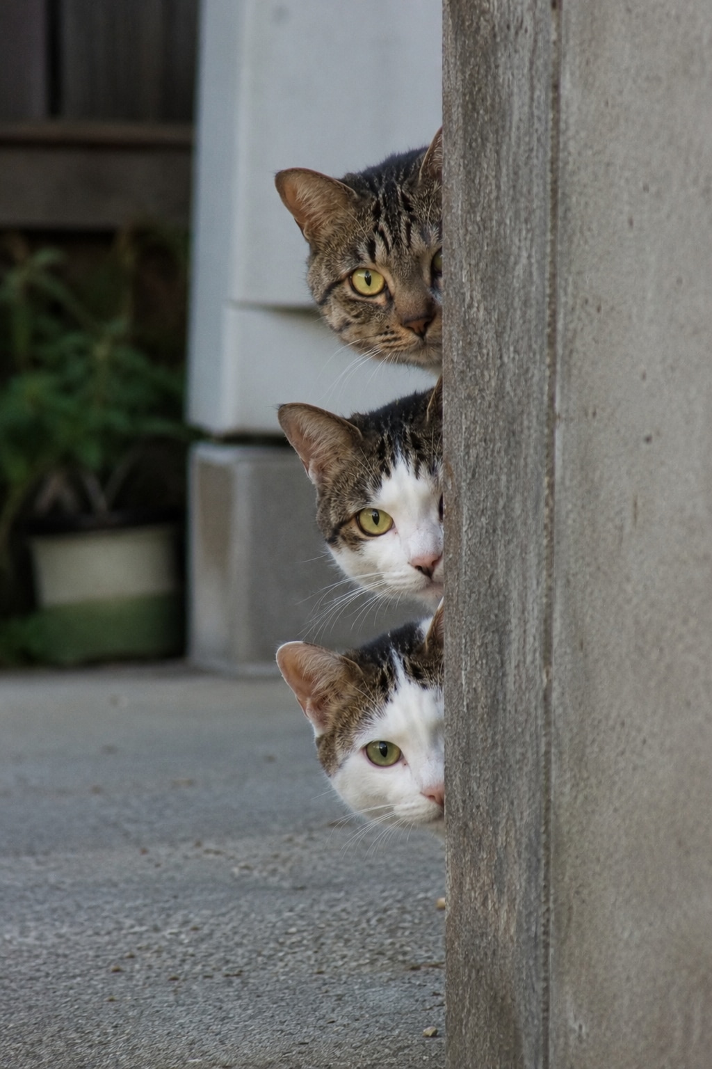 ねこのあるある。