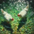 White hens in green water 6枚目