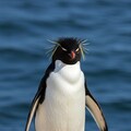 世界ペンギンの日③ 2枚目