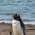 世界ペンギンの日③ 5枚目