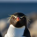 世界ペンギンの日③ 3枚目