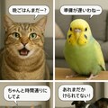 第２期のいぬとねこといんこボツ画像 7枚目