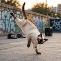 シャム猫 6枚目