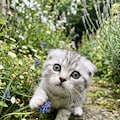 ねこさまあれこれ 2枚目