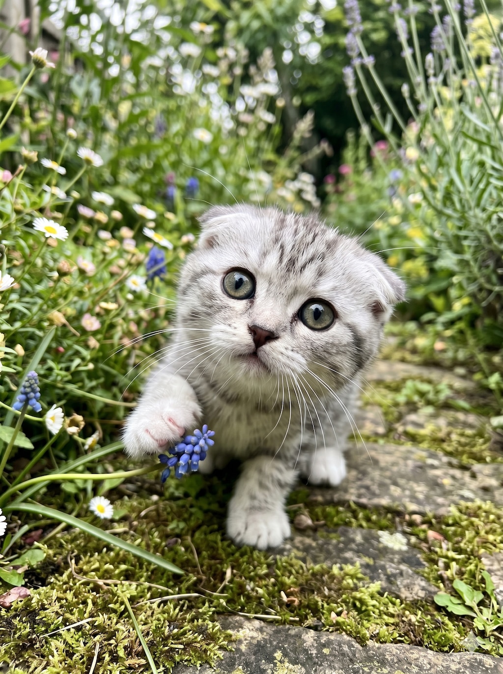 ねこさまあれこれ