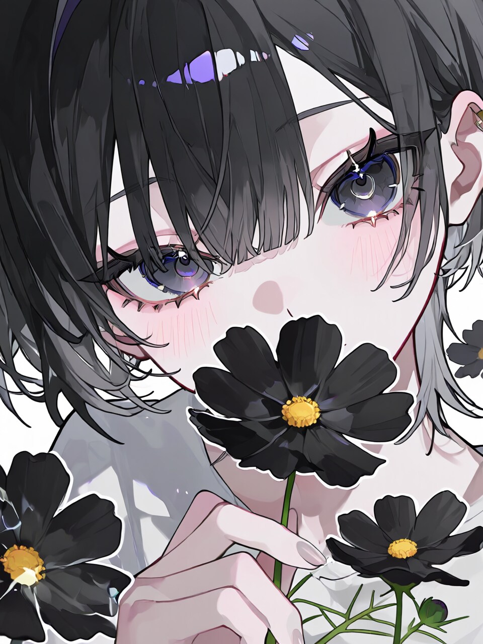黒コスモス