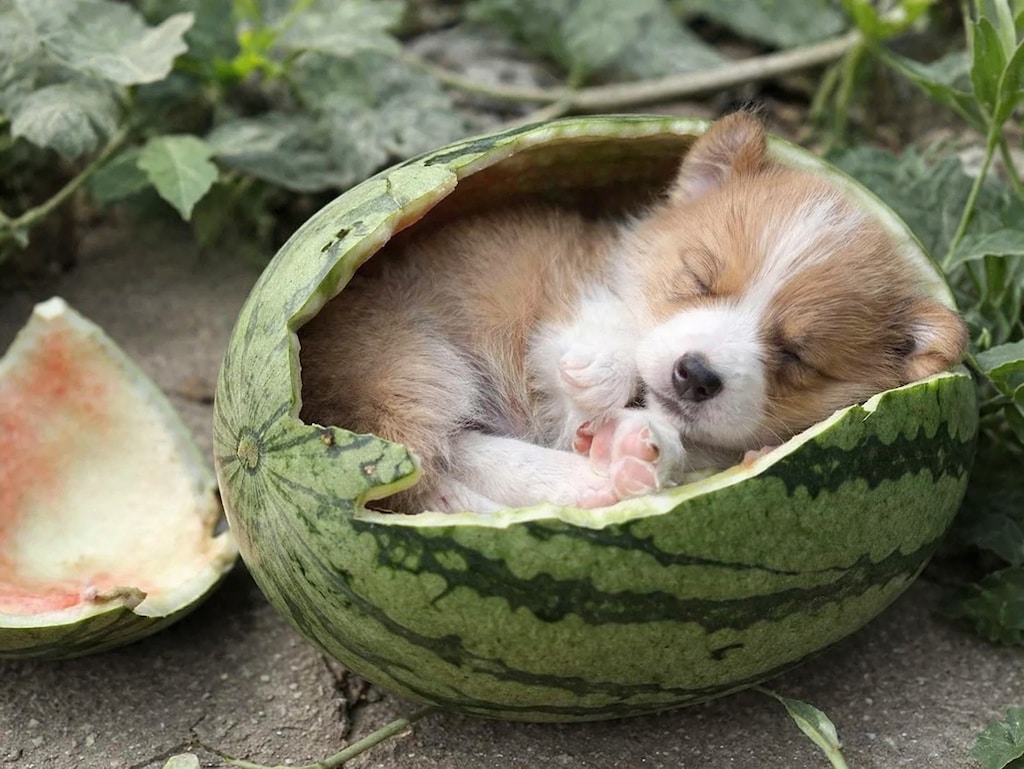 【仔犬】中で眠る