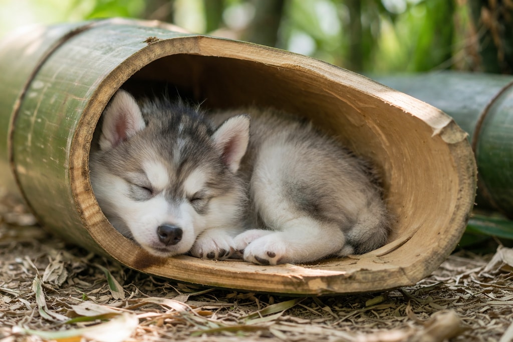【仔犬】中で眠る