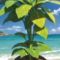 奇怪植物「Descendant of P.I.F.」(作者近影シリーズ) 2枚目
