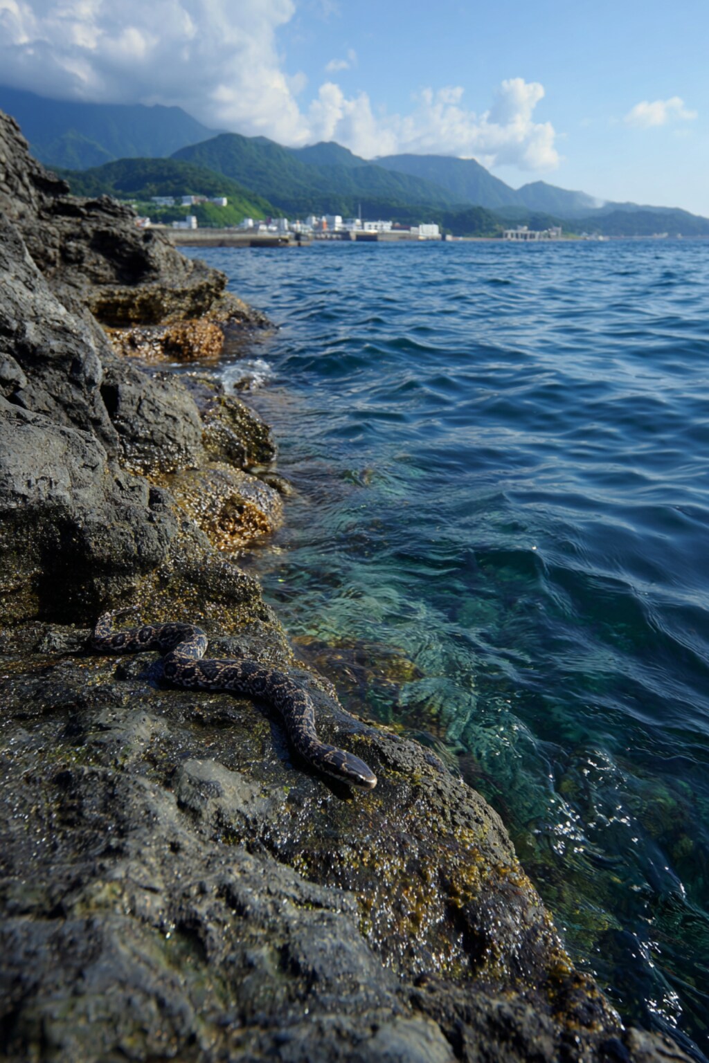 🐍はどこでしょう