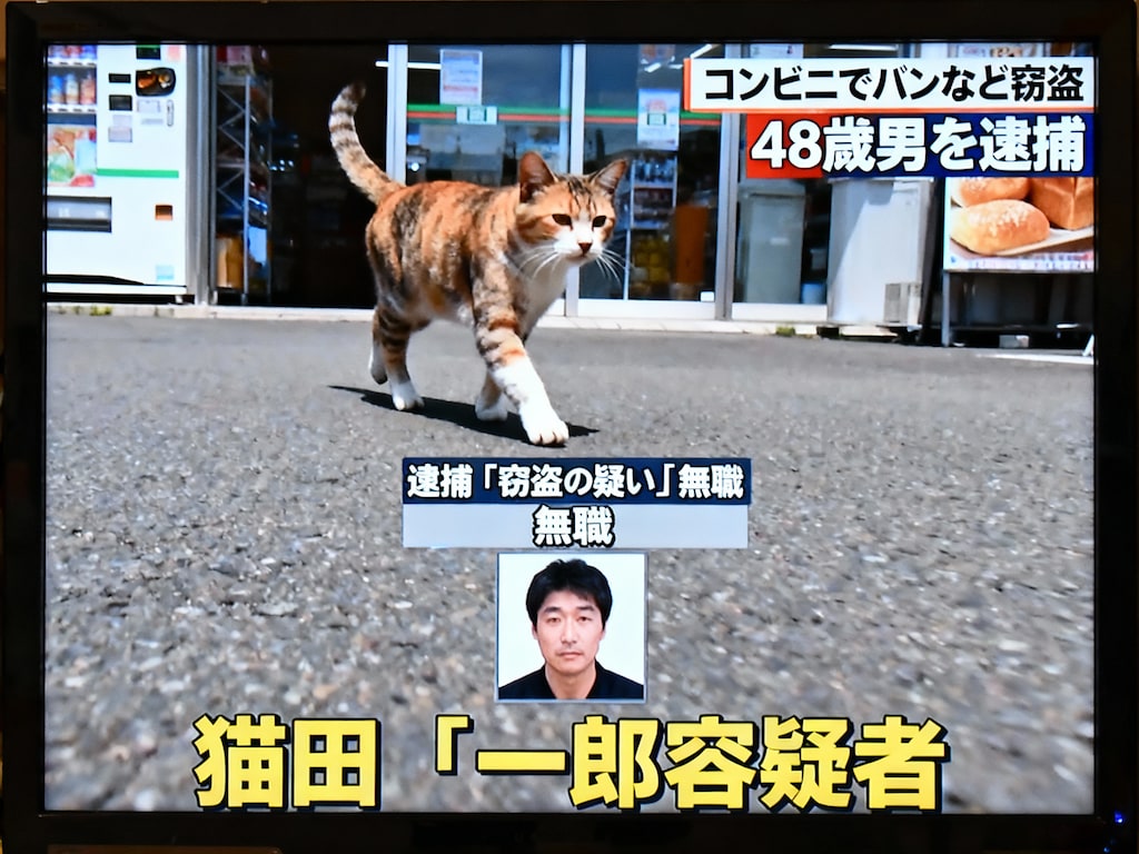 猫が窃盗の容疑で逮捕