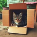 最強のダンボールハウスに住む猫 2枚目