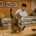 寿司の味を覚えた猫 4枚目